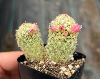 4” Cleistocactus Colademononis Monkey Tail Cactus Succulent Plant