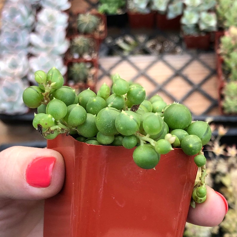 String of Pearls Succulent – Senecio Rowleyanus in 2” Pot – Trailing Indoor Plant image 5
