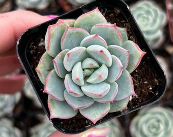 2” Graptoveria Hybrid