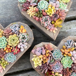 7 Succulent Heart Arrangement / Living / Gift / Valentines Day image 3