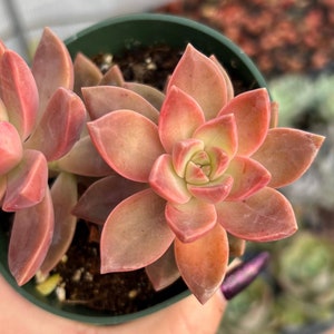 ¡Pack Para Germinar Suculentas! Semillas De Graptosedum 'California Sunset' + Maceta De Arcilla – Rosetas Naranjas-rosadas (elige Tamaño: 2 O 4 Pulgadas)