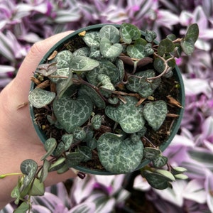 4” Ceropegia Woodii String of Hearts