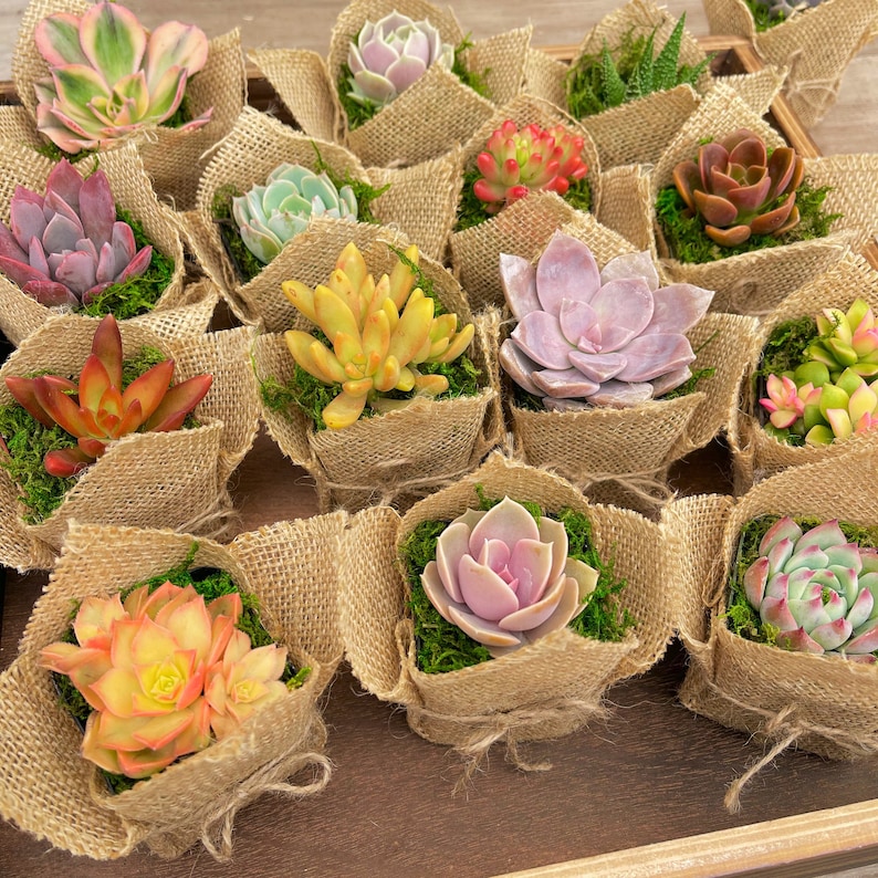 2 Succulent Party Favor Gift Burlap Rustic image 4