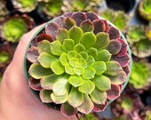 4 Aeonium Fiesta