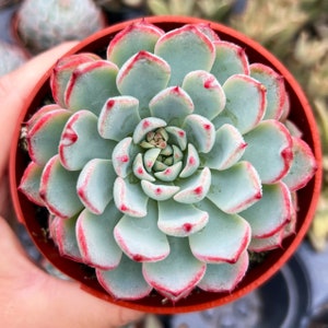 4” Echeveria Minima