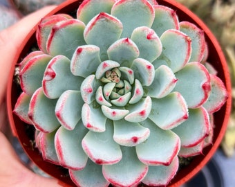 4” Echeveria Minima