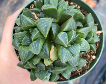 Haworthia Retusa Cluster / Indoor Low Light Succulent