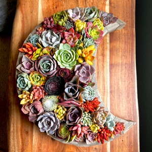 May include: A crescent moon-shaped wooden planter filled with a variety of succulents in shades of green, red, yellow, and purple.