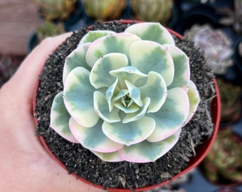 Echeveria Compton Carousel / Lenore Dean / Plante succulente panachée coréenne rare