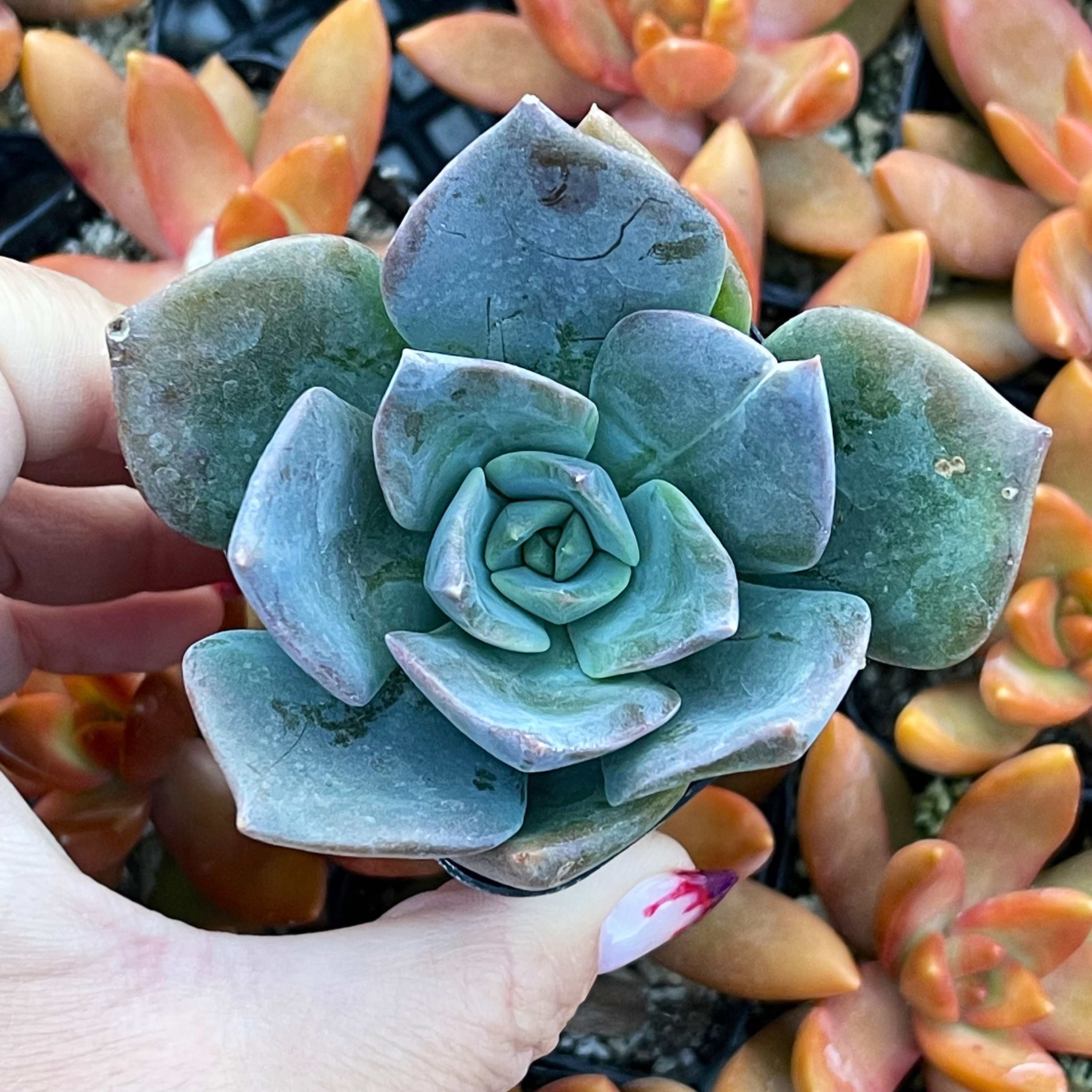 Echeveria 'princess Blue' – Powdery Blue-green Rosette | Live