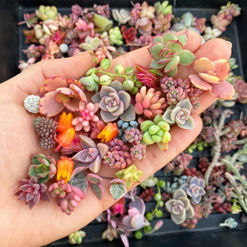 10 Baby Succulents Cuttings 画像 3