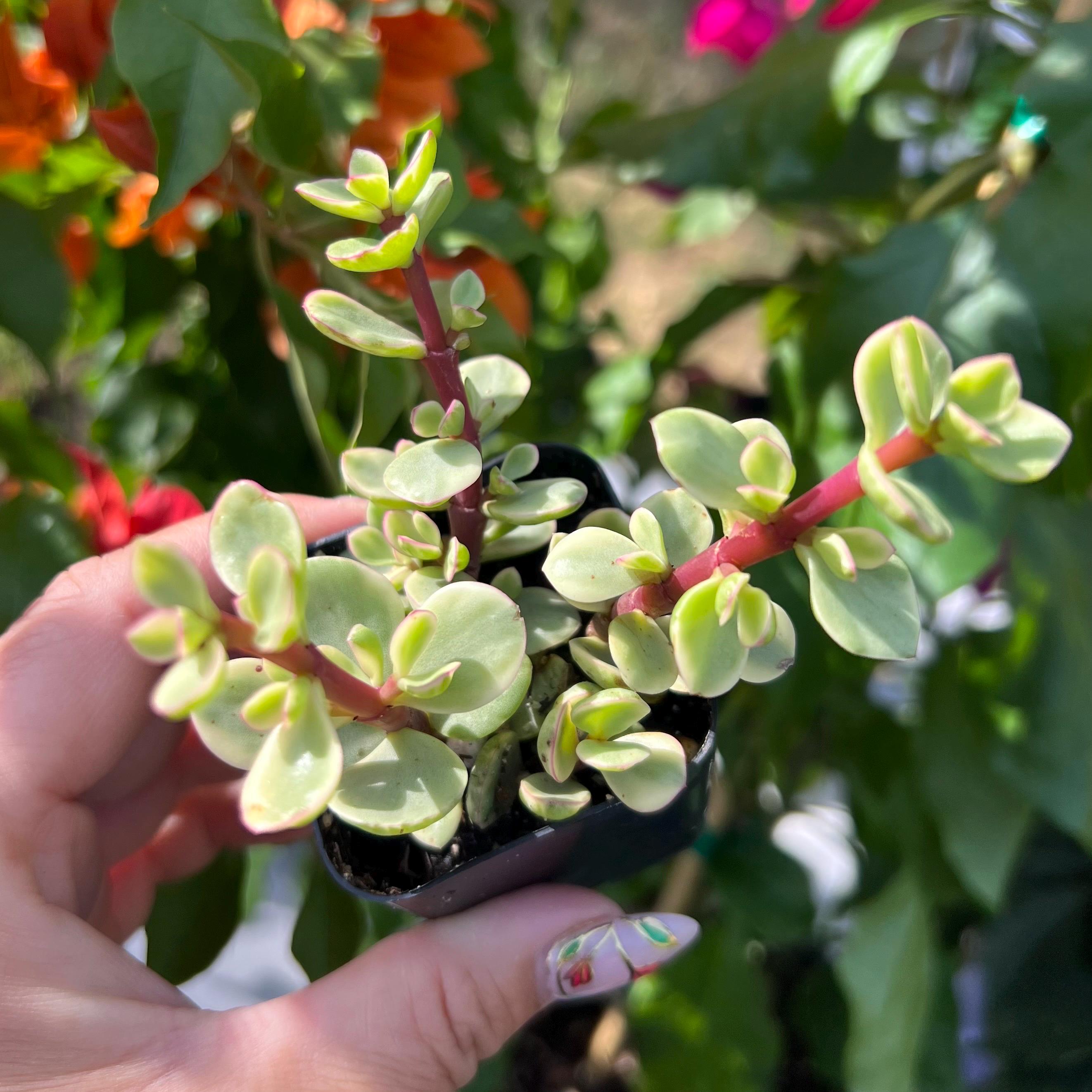 2” Portulacaria Afra Variegata Rainbow Bush / Succulent Plant - Etsy