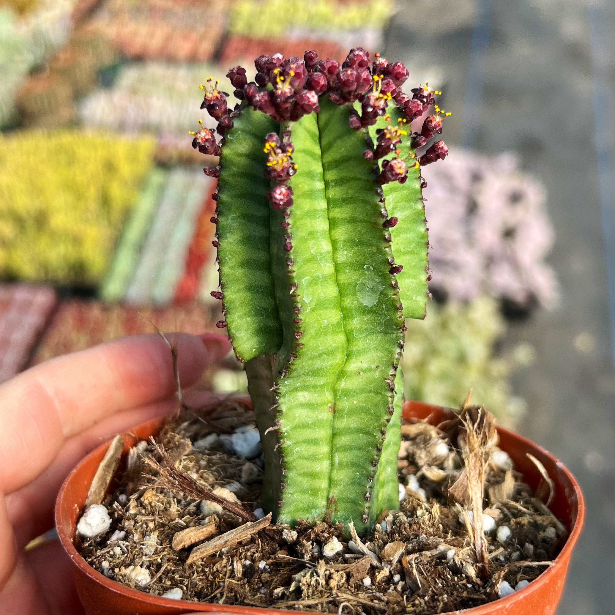 4” Euphorbia Anoplia Tanzanian Zipper - Etsy