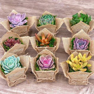 2” Succulent Party Favors – Live Mini Succulents in Burlap Wrap | Wedding, Shower, or Event Gift