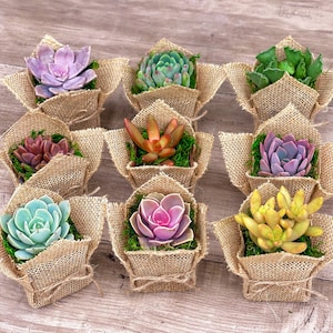 Succulentes cotillons de 2 po., cadeau, toile de jute, rustique