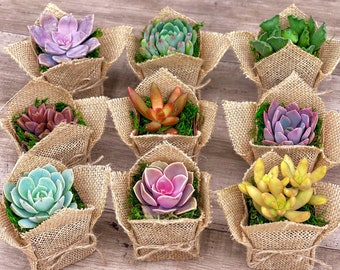 Succulentes cotillons de 2 po., cadeau, toile de jute, rustique