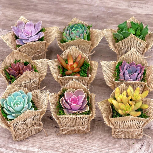 2" Succulent Party Favor Gift Burlap Rustic