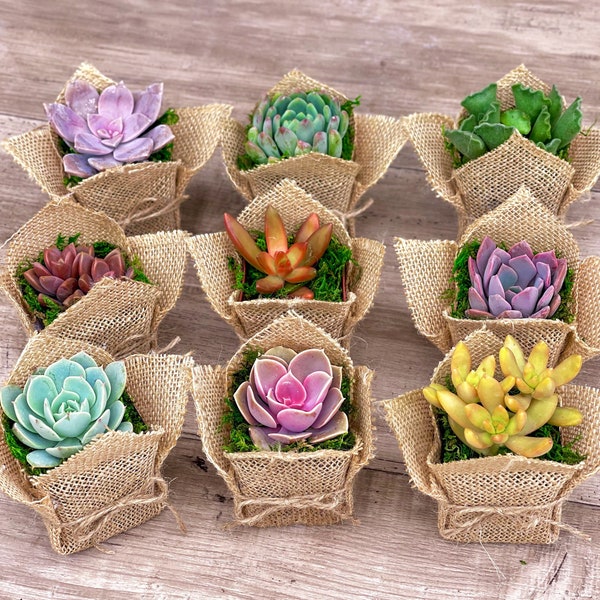 Succulentes cotillons de 2 po., cadeau, toile de jute, rustique