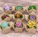 2' Succulent Party Favor Gift Burlap Rustic 