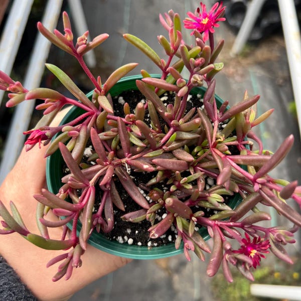 4” Delosperma Purple Desert Ice Plant