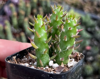 2” Austrocylindropuntia subulata Cactus / Eve’s Pin