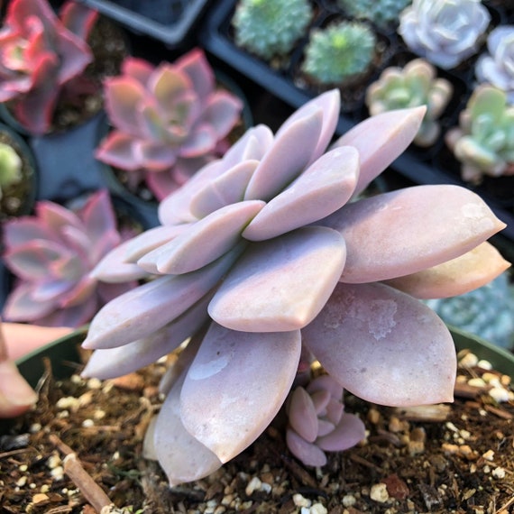 2”, 4”, 6” Graptopetalum Superbum – Lavender Rose Succulent – Rare