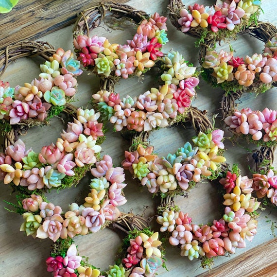 3” Succulent Wreath / Real Live Plants