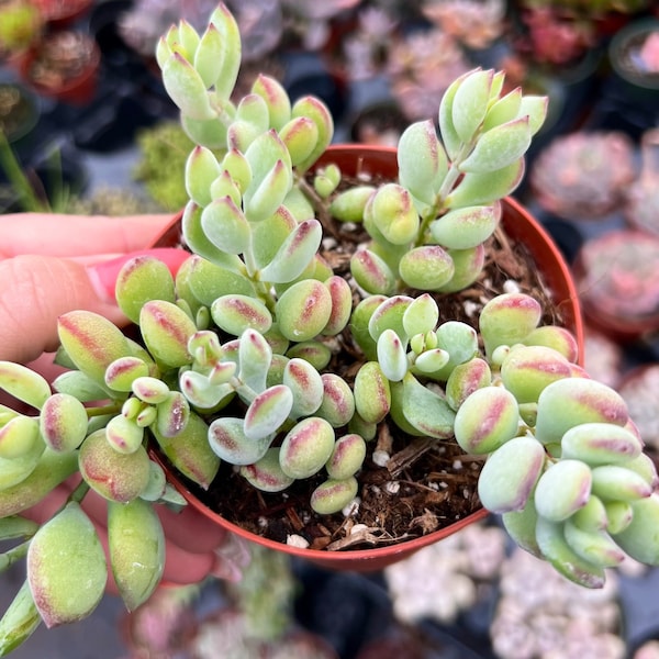 4” Cotyledon Pendens