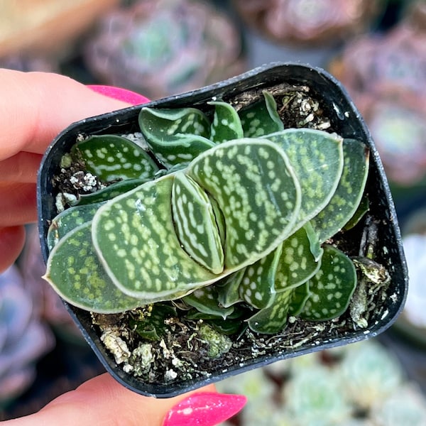 2” Gasteria Brachyphylla / Indoor Low Light Succulent