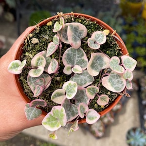 4 Variegated String of Hearts / Ceropegia Woodii Variegata image 4