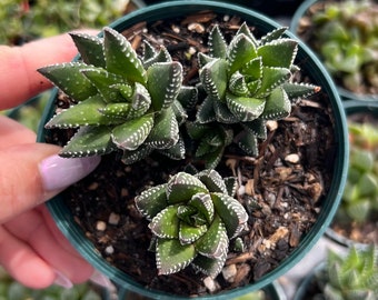 4” Haworthia Coarcata / Indoor Low Light Succulent Plant