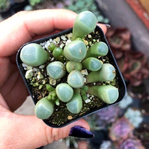 May include: A small pot of green succulent plants with rounded, fleshy leaves. The leaves have a light green color with a bluish-green hue.