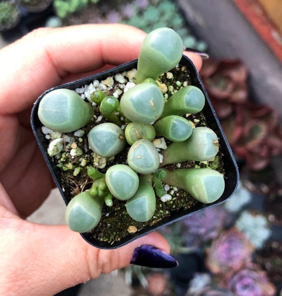 2" Fenestraria Rhopalophylla Baby Toes  Unique Succulent Plant  Live  Window Leaf in Pot - Etsy Israel
