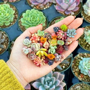 10 Baby Succulents Cuttings imagem 2