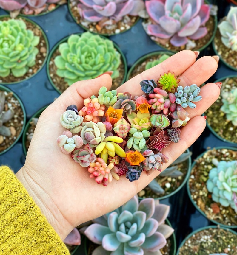 10 Baby Succulents Cuttings imagem 2