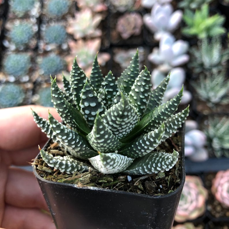 2 Haworthia Royal Albert / Indoor Garden Bild 5