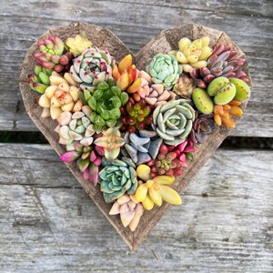 7 Succulent Heart Arrangement / Living / Gift / Valentines Day image 2