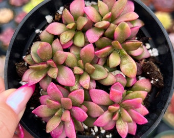 4” Pink Sunrise Variegated / Grown by Seed