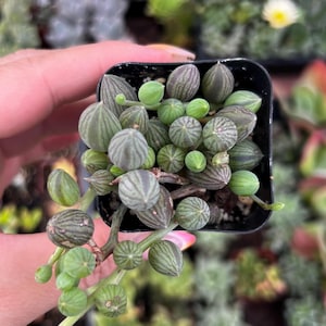 May include: A small succulent plant with green and grey striped leaves in a black plastic pot. The plant has many small, round leaves that are clustered together.