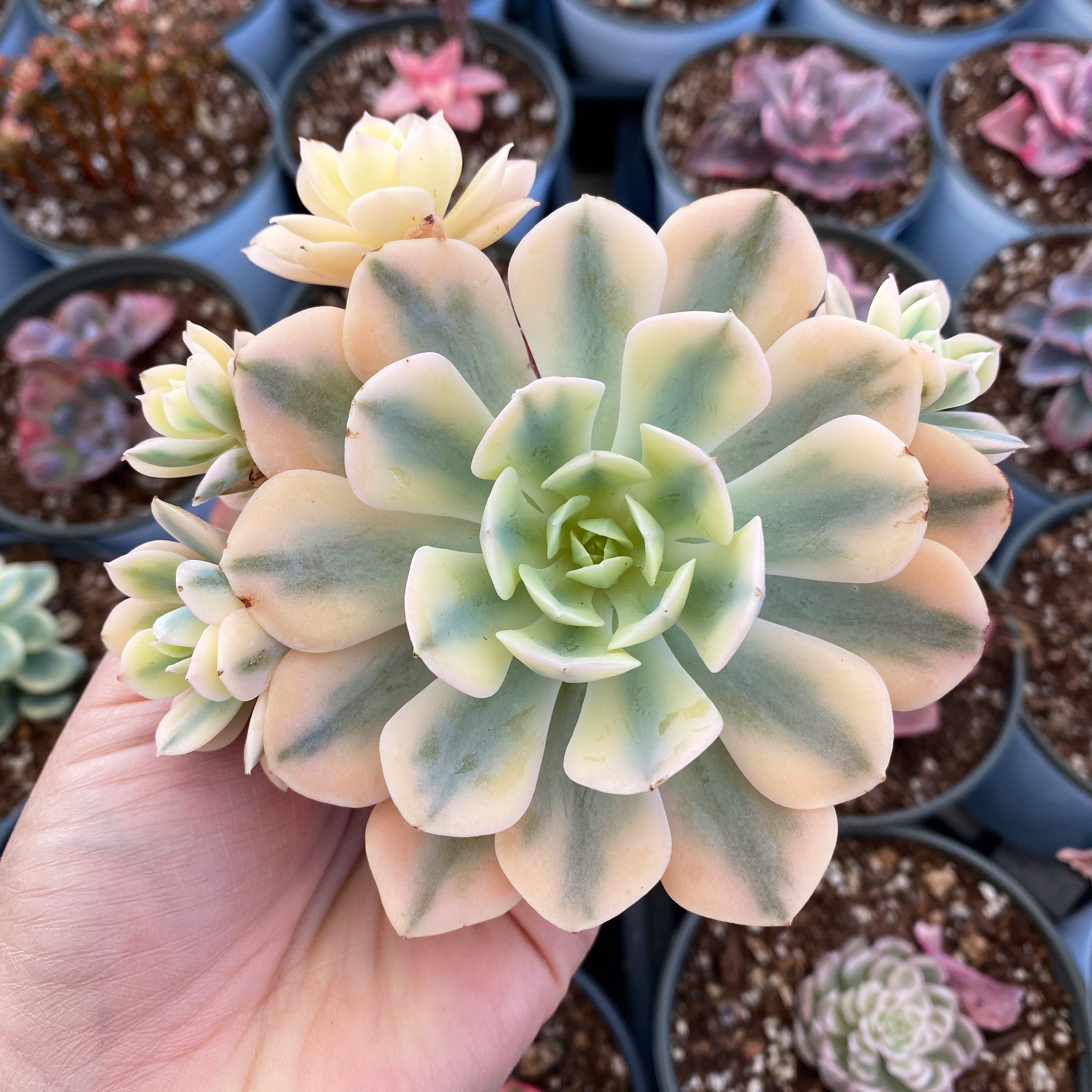 Echeveria Akaihosi Variegata / Rare Korean Variegated Succulent - Etsy
