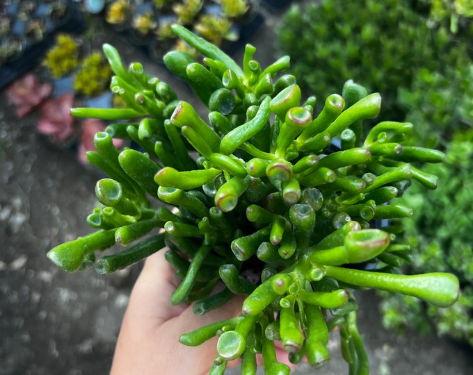 4 Gollum Jade / Bonsai Etsy