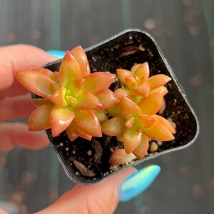 where to buy a succulent plant Surprise Cactus & Succulent Variety Pack main image 0
