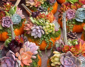 May include: A collection of orange pumpkins topped with arrangements of various succulents in shades of green, purple, pink, and orange, accented with green string of pearls, moss, and small pinecones, each featuring a prominent brown pumpkin stem.