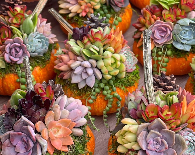 Orange Pumpkin Succulent Arrangement – Fall Centerpiece, Autumn Decor, Thanksgiving Gift, Live Succulents