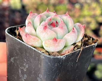 2” Echeveria Colorata Succulent Plant - Etsy 日本