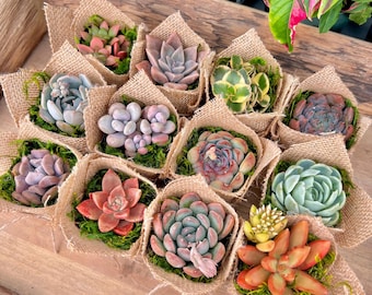 Burlap Wrapped Succulent: Rustic Party Favor