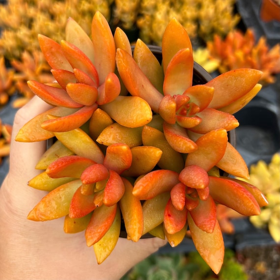4 Sedum Nussbaumerianum Orange Delight - Etsy