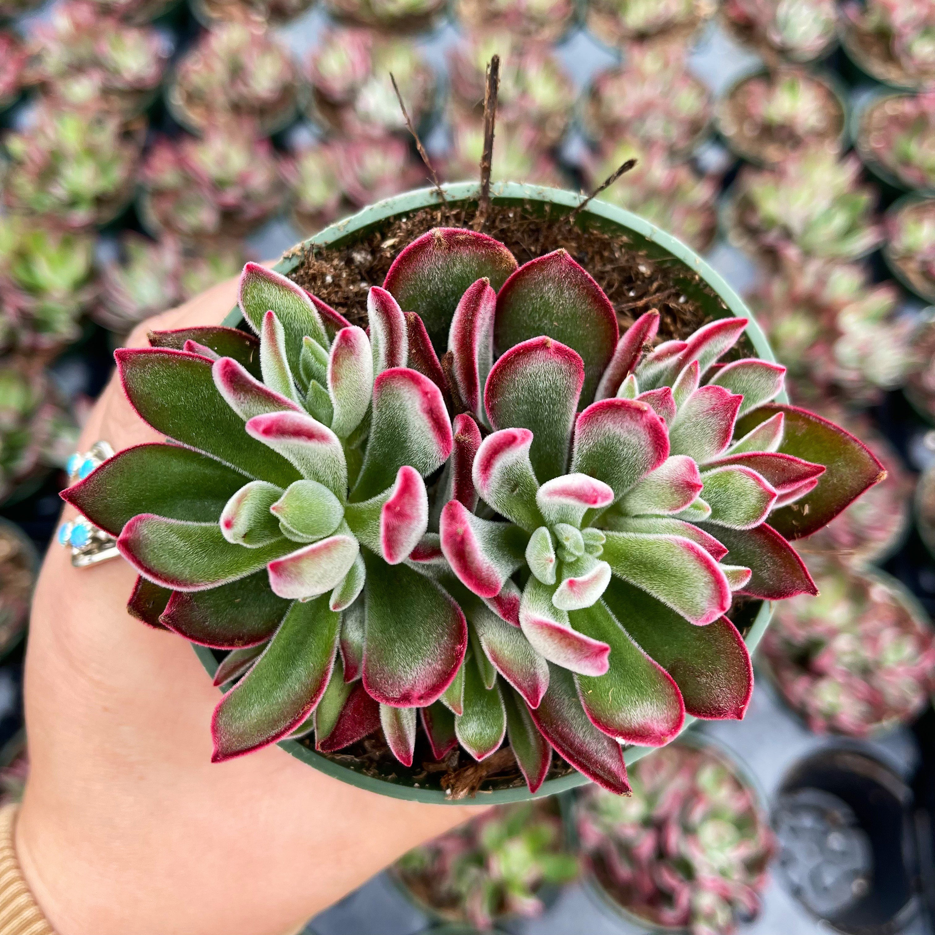 4 Echeveria Harmsii Ruby Slippers Etsy