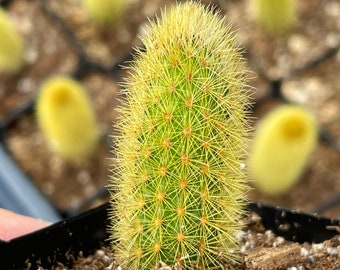 2” Cleistocactus Winteri Golden Rat Tail Cactus
