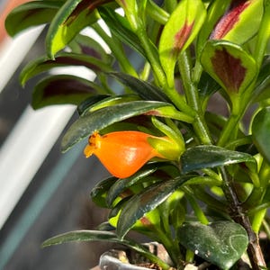 May include: Close-up of a small houseplant with vibrant green leaves and a bright orange flower. The leaves have dark red accents, and the flower is shaped like a small trumpet. The plant is in a small, dark pot.
